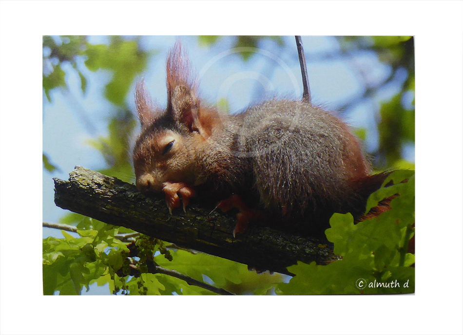 Postkarte mit Eichhörnchen